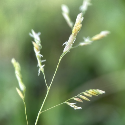 Southern cutgrass (Leersia hexandra)