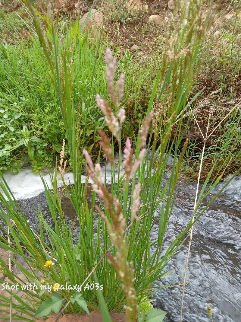 Southern cutgrass (Leersia hexandra)