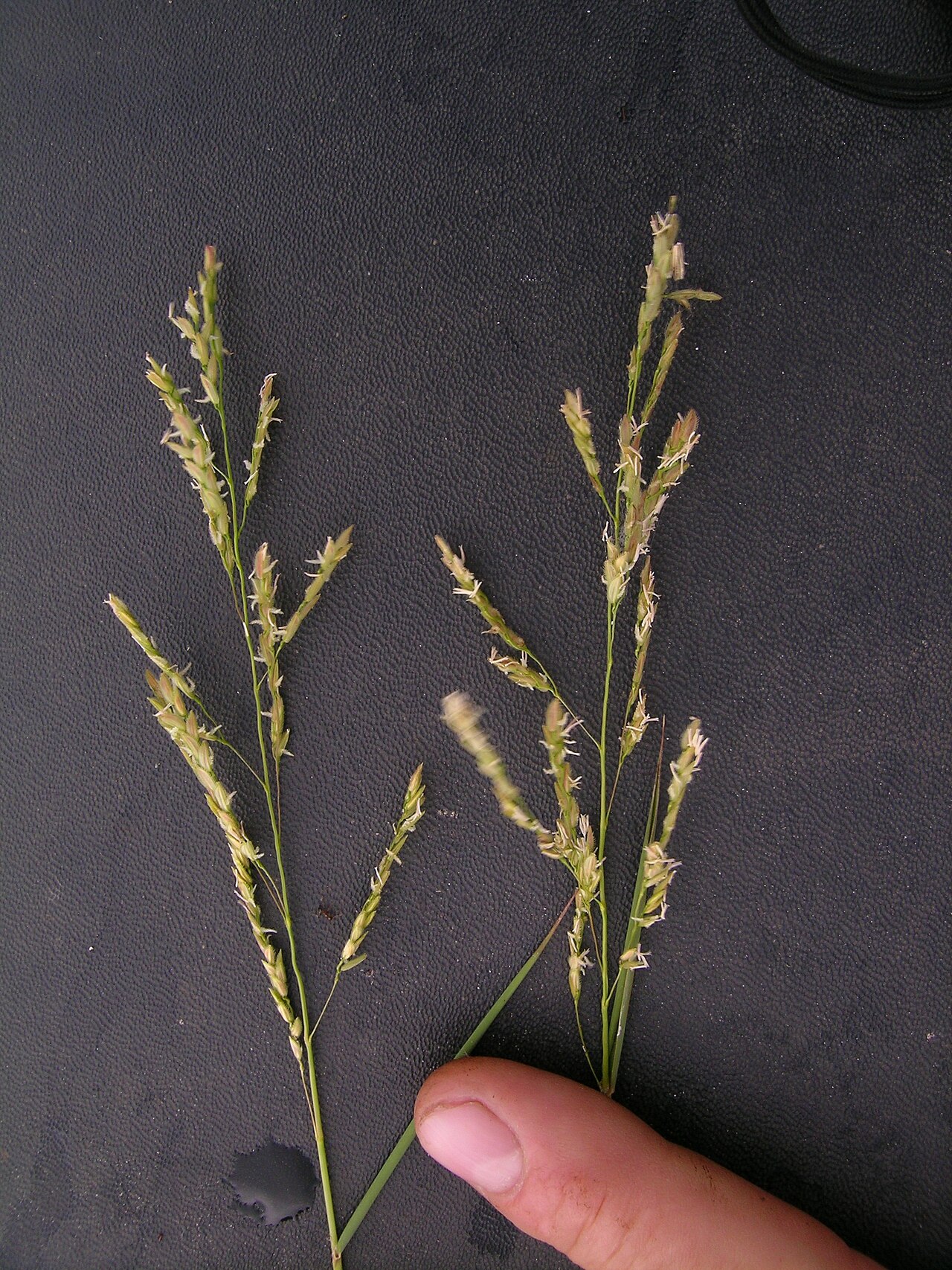Southern cutgrass: Flowerheads are contracted to open panicles 5-15 cm long. Spikelets are 1-flowered, 3-5 mm long and keeled; they lack glumes, have fringes of hairs along their