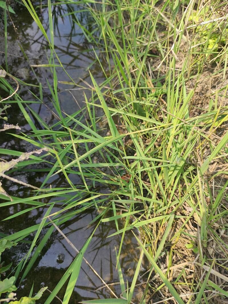 Southern cutgrass (Leersia hexandra)