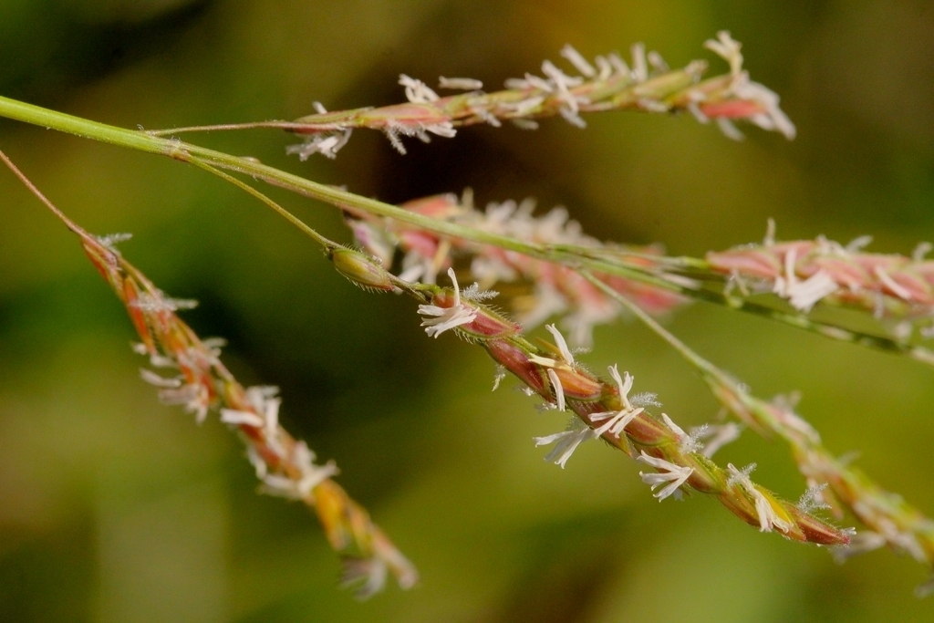 Southern cutgrass (Leersia hexandra)