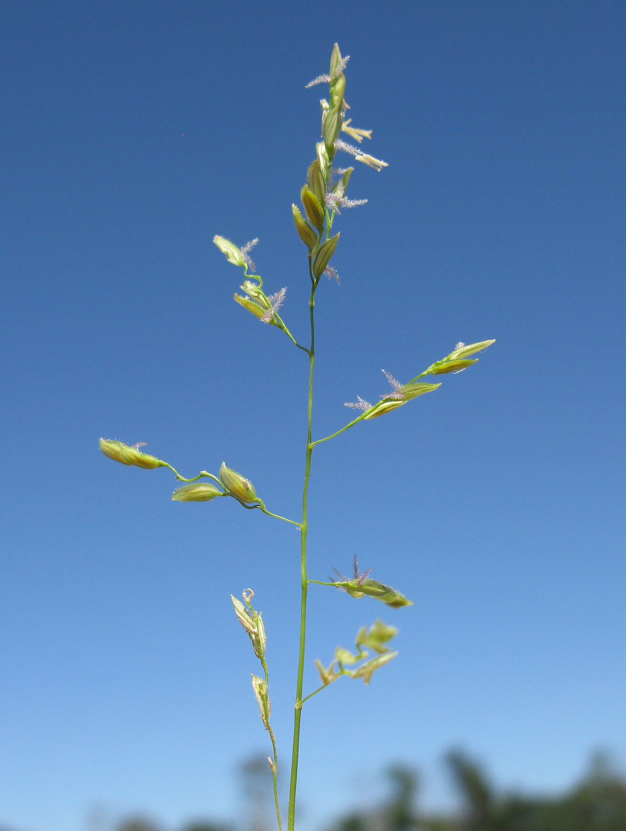 Southern cutgrass: Flowerheads are contracted to open panicles 5-15 cm long. Spikelets are 1-flowered, 3-5 mm long and keeled; they lack glumes, have fringes of hairs along their