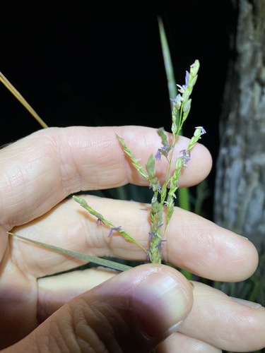 Southern cutgrass (Leersia hexandra)