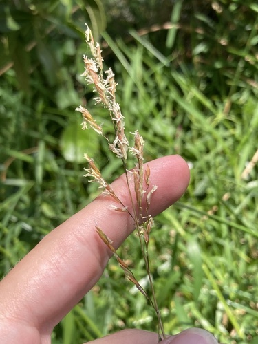 Southern cutgrass (Leersia hexandra)