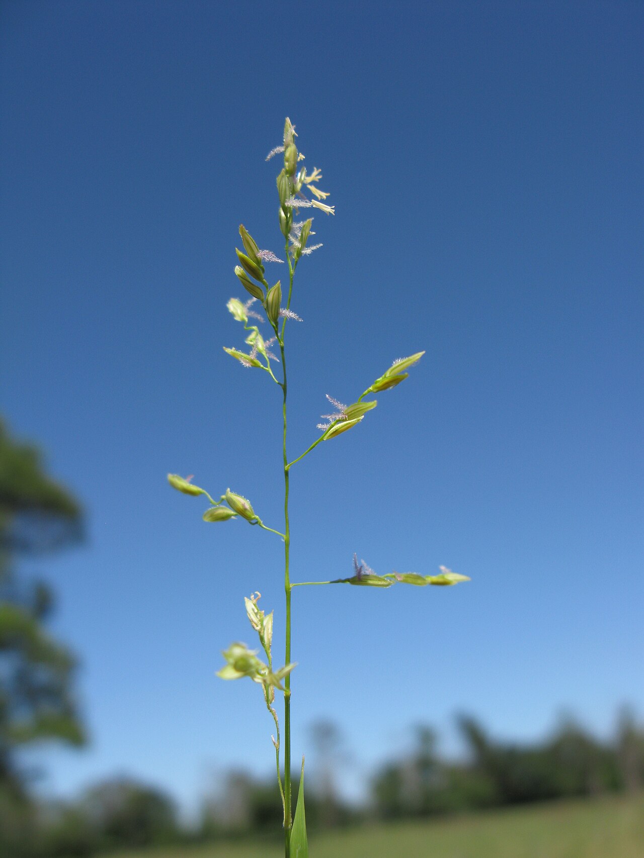 Southern cutgrass: Leersia hexandra
