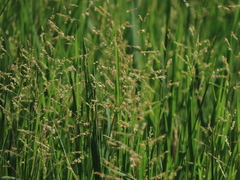 Southern cutgrass (Leersia hexandra)