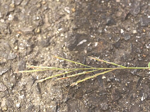 Leersia japonica: Leersia japonica：アシカキ