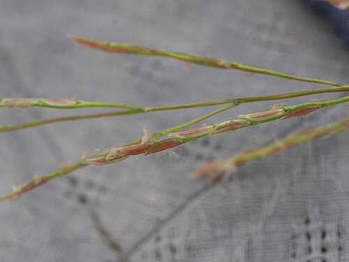Leersia japonica: Leersia japonica：アシカキ