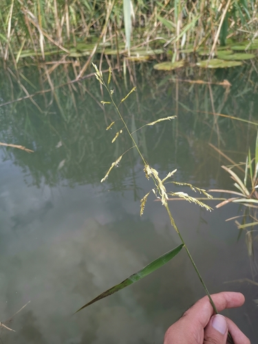 Cut-grass (Leersia oryzoides)