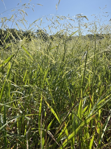 Cut-grass (Leersia oryzoides)