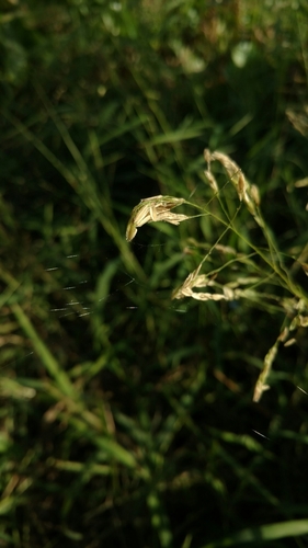 Cut-grass (Leersia oryzoides)