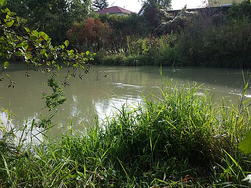 Cut-grass: Habitat Taxonym: Leersia oryzoides ss Fischer et al. EfÖLS 2008 ISBN 978-3-85474-187-9 Location: Marchfeldkanal near Steinamangergasse, Wien-Floridsdorf - ca. 1
