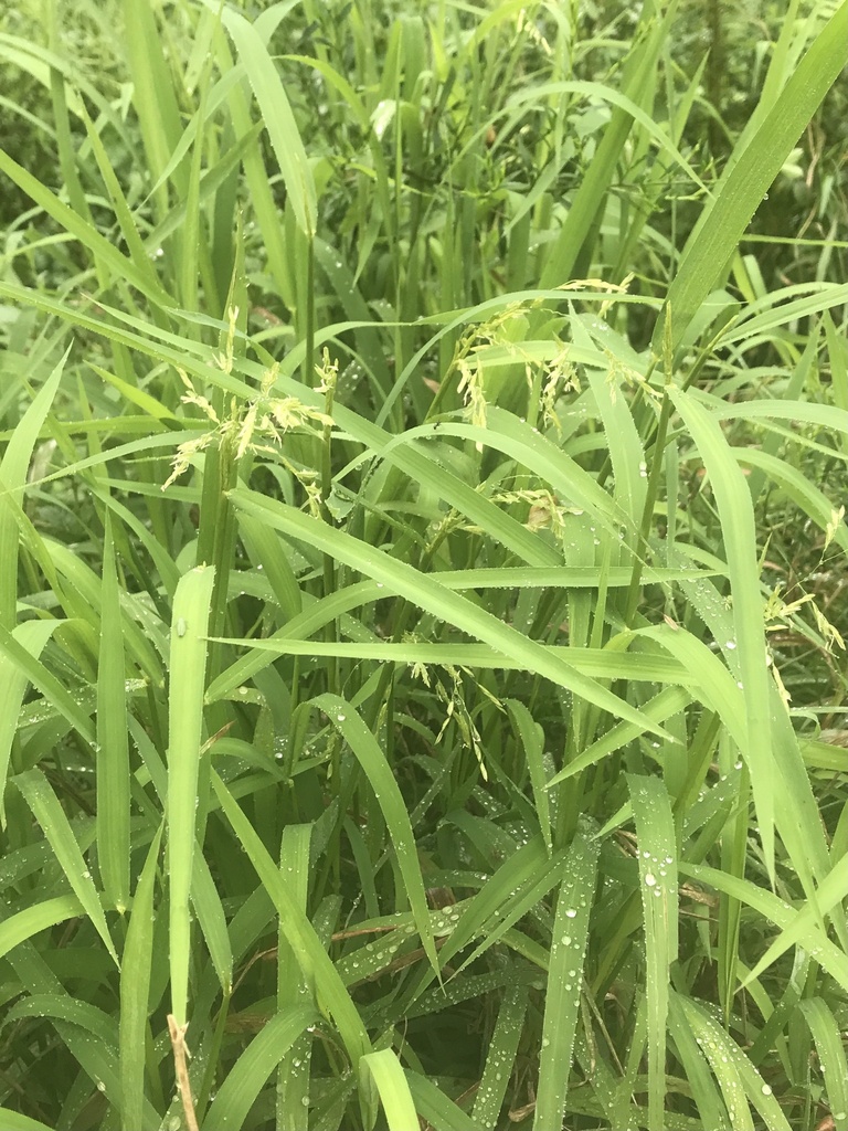 Cut-grass (Leersia oryzoides)