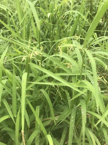 Cut-grass (Leersia oryzoides)