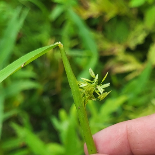 Cut-grass (Leersia oryzoides)