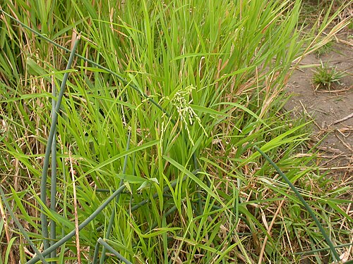 Cut-grass: The panicle of Leesia (at center) is mostly open but is initially contracted and narrow. Leersia is shown here growing through the broad green leaves of Phalari