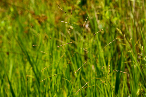 Cut-grass (Leersia oryzoides)
