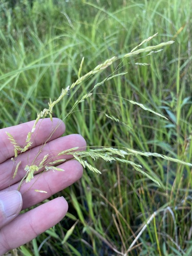 Cut-grass (Leersia oryzoides)