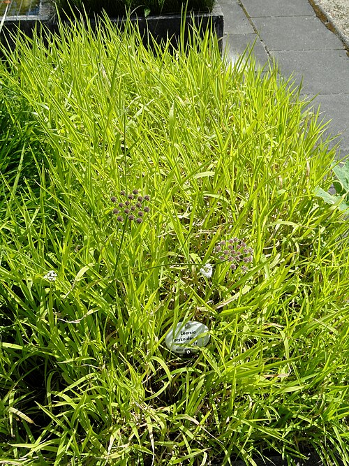 Cut-grass: Botanical specimen in the Botanischer Garten, Frankfurt am Main, located at Siesmayerstraße 72, Frankfurt am Main, Germany.