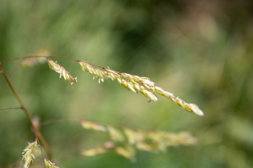 Cut-grass (Leersia oryzoides)