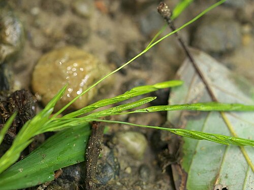 Leersia sayanuka: Leersia sayanuka:サヤヌカグサ