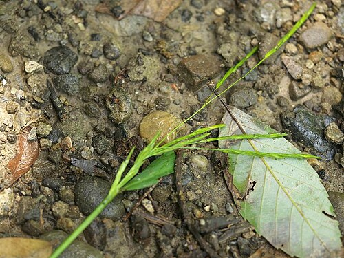 Leersia sayanuka: Leersia sayanuka:サヤヌカグサ