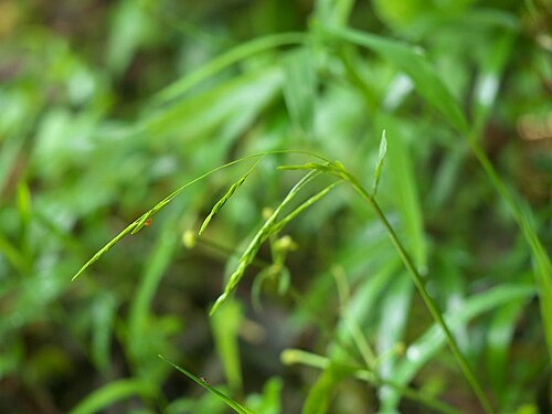 Leersia sayanuka: Leersia sayanuka:サヤヌカグサ