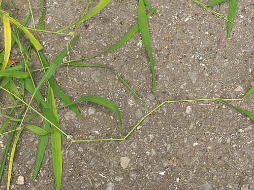 Leersia sayanuka: Leersia sayanuka:サヤヌカグサ