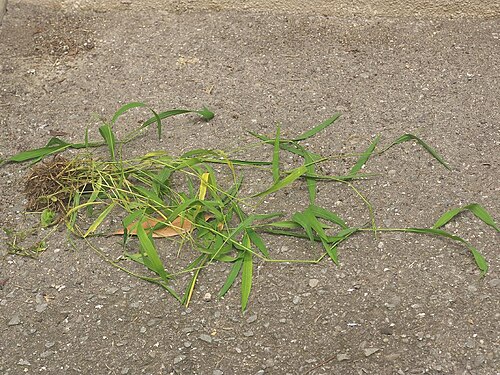 Leersia sayanuka: Leersia sayanuka:サヤヌカグサ