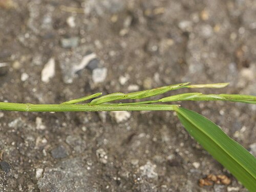 Leersia sayanuka: Leersia sayanuka:サヤヌカグサ