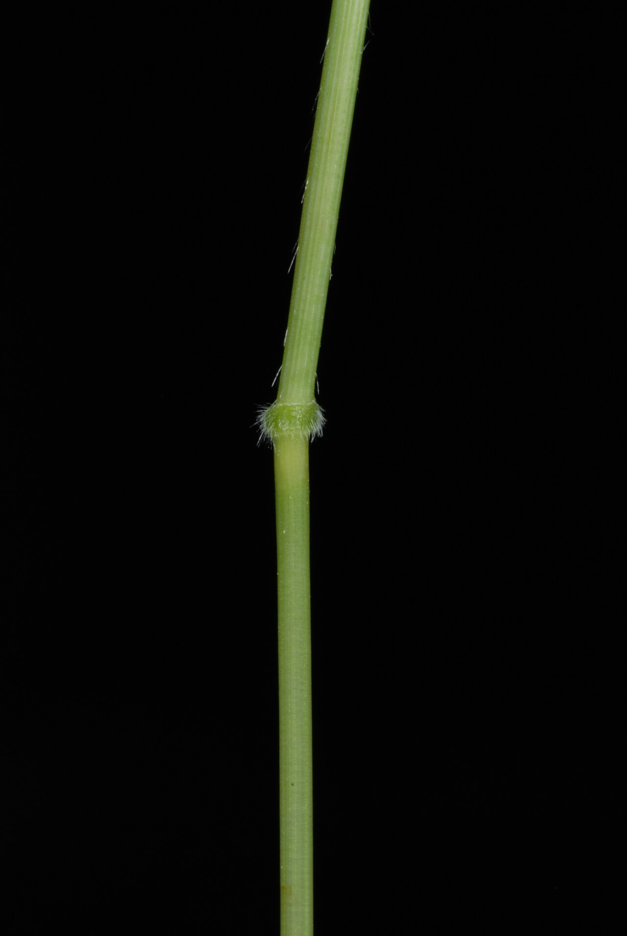 Whitegrass: Leersia virginica (white grass) - Greensboro, NC, USA
