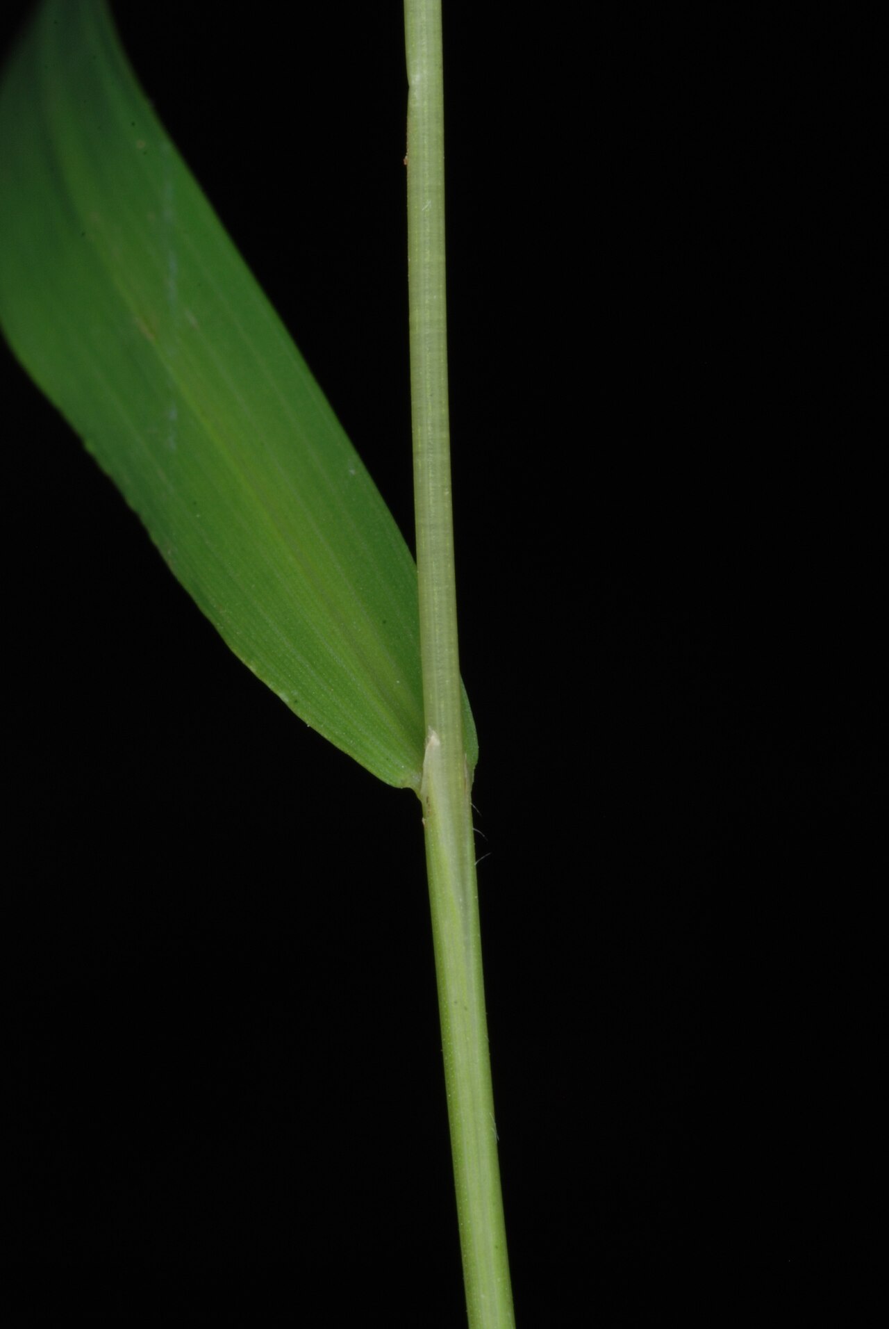 Whitegrass: Leersia virginica (white grass) - Greensboro, NC, USA