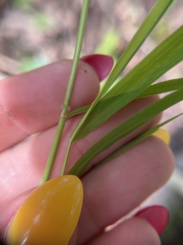 Whitegrass (Leersia virginica)