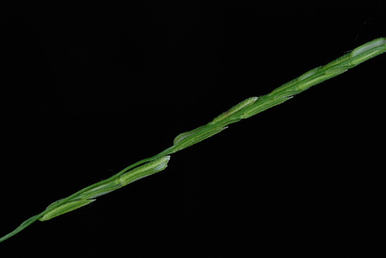 Whitegrass: Leersia virginica (white grass) - Greensboro, NC, USA