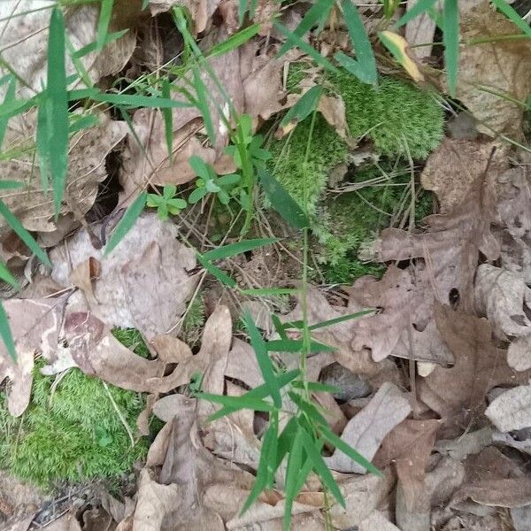 Whitegrass (Leersia virginica)