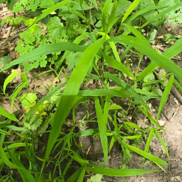 Whitegrass (Leersia virginica)