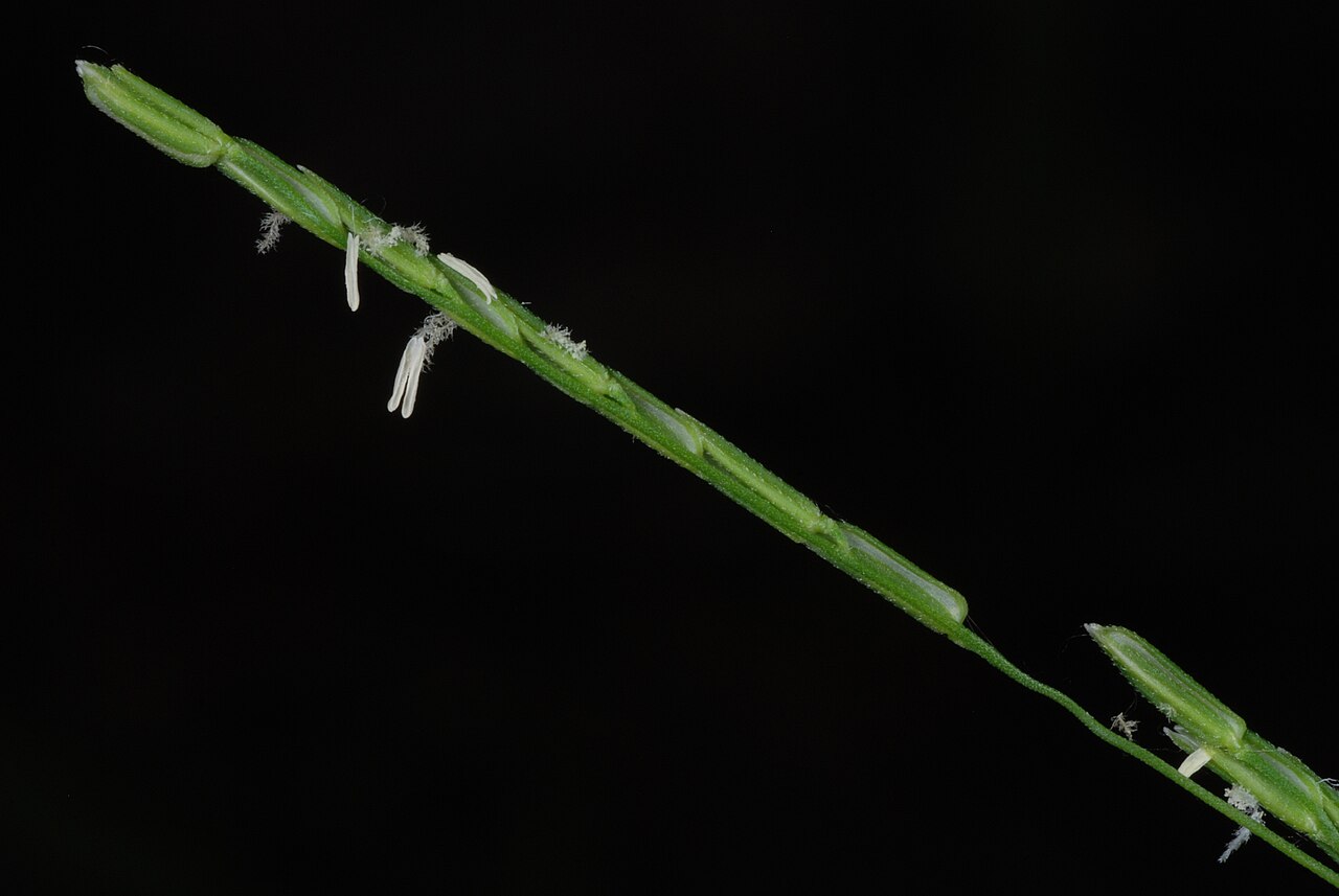 Whitegrass: Leersia virginica (white grass) - Greensboro, NC, USA