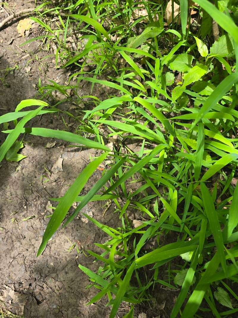 Whitegrass (Leersia virginica)