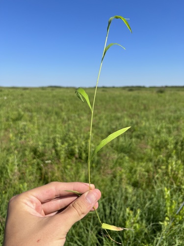 Whitegrass (Leersia virginica)
