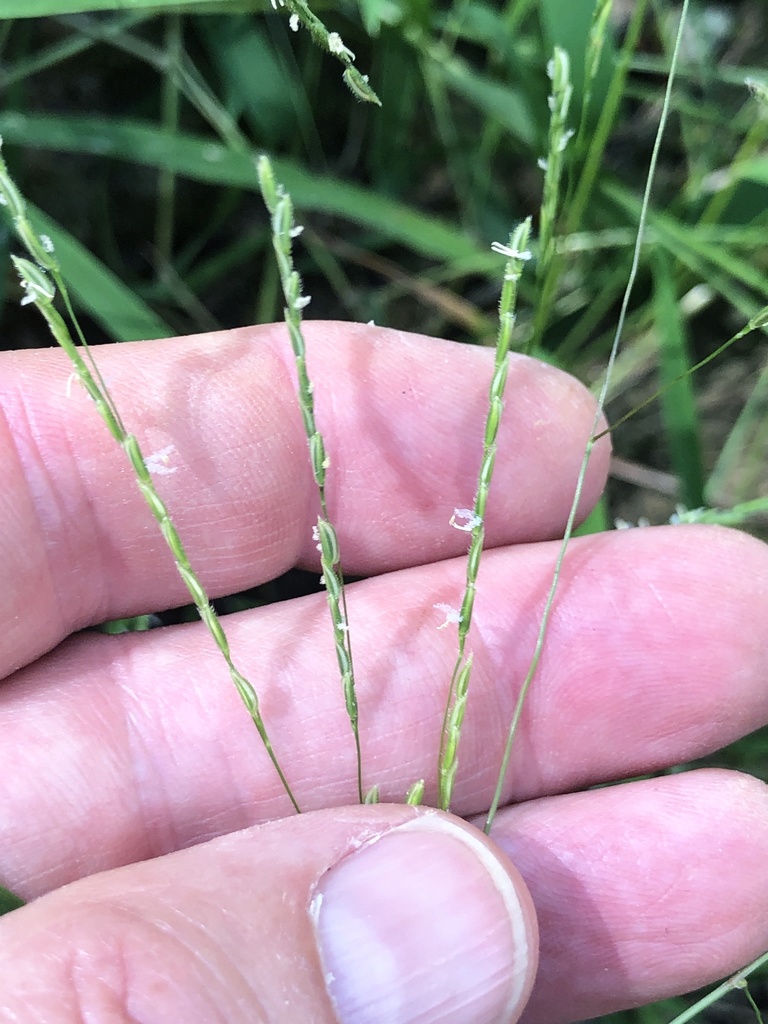 Whitegrass (Leersia virginica)