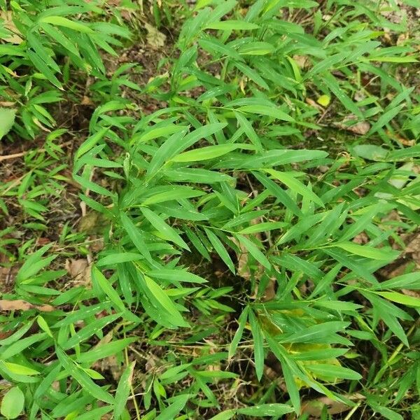 Whitegrass (Leersia virginica)
