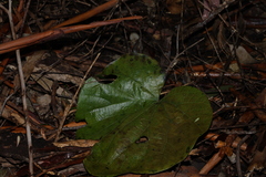 Legnephora moorei (Legnephora moorei)