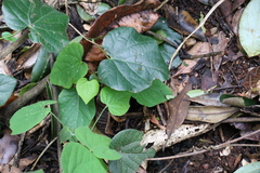 Legnephora moorei (Legnephora moorei)