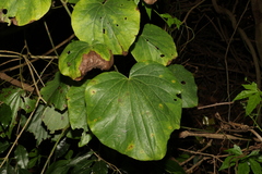 Legnephora moorei (Legnephora moorei)