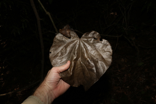 Legnephora moorei (Legnephora moorei)