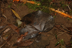 Legnephora moorei (Legnephora moorei)