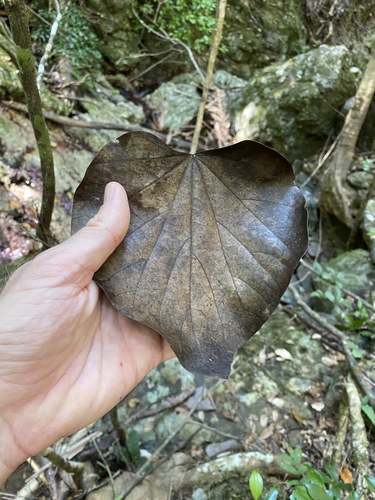 Legnephora moorei (Legnephora moorei)