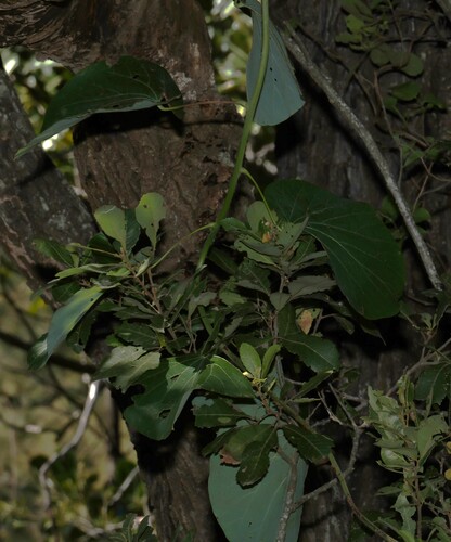 Legnephora moorei (Legnephora moorei)