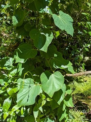 Legnephora moorei (Legnephora moorei)