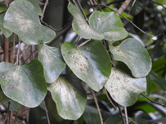 Legnephora moorei (Legnephora moorei)